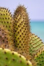 Close-up of Prickly Pear Cactus