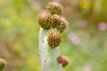 Close Up of Prickly Pear Cactus Budding in Spring Royalty Free Stock Photo