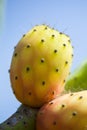 Close-up of Prickly pear cactus colorful fresh ripe whole fruits on a brunch. Opuntia fichi d`india. South Italy Royalty Free Stock Photo