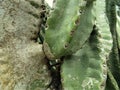 Close up, prickly pear cactus, Florida