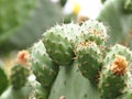 Close-up of prickly pear cactus with flower, Opuntia species or nopal