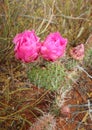 Close up prickly pear cactus flowers blooming in desert