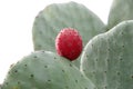 Close up of prickly pear cactus isolated Royalty Free Stock Photo