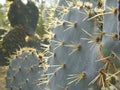 Close Up of Prickly Pear Cactus, Opuntia Royalty Free Stock Photo