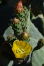 Close-up of Prickly Pear Flowers, Nature, Macro Royalty Free Stock Photo