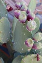 Close up of prickly pear fruit and leaves infested with white fluffy marks of cochineal insects