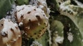 Close-up Prickly pear infected by a plague of cochineal in Andalucia