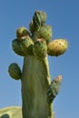 Close-up of a prickly pear, with lots of fruit on it, against a blue background