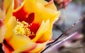 Close up of Prickly Pear Opuntia fragilis cactus flower, California