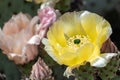 Close up of Prickly Pear Opuntia fragilis cactus flower, California