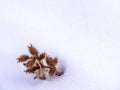 Prickly Seed Pod Cluster