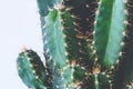 Close-up on pricky sprouts of Cereus Peruvianus cactus Royalty Free Stock Photo