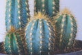 Close up on Trichocereus Spachianus cactus Royalty Free Stock Photo