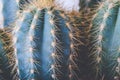 Close up on Trichocereus Spachianus cactus Royalty Free Stock Photo