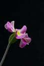 Close up Primrose Primula, pink flower on black background.View from profile. High resolution. Vertical Royalty Free Stock Photo