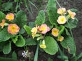 Close up of primula flowers in garden. Colorful Primrose flowers. Spring flowers. Gardening of Ukraine. Royalty Free Stock Photo