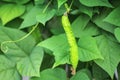 Princess bean, Winged bean or Goa bean Psophocarpus tetragonolobus hanging on tree in organic vegetable farm