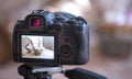 Close up of the screen of a professional digital camera on a tripod while shooting a home composition Royalty Free Stock Photo