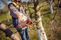 Close-up of a professional gardener pruning a tree Royalty Free Stock Photo