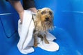 Close-up of professional pet groomer drying a wet a dog Yorkshire Terrier wrapped in a white towel at pet grooming salon