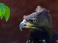 African Crowned Eagle Royalty Free Stock Photo