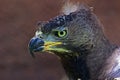 African Crowned Eagle Royalty Free Stock Photo