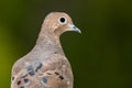Close Up Profile of an Alert Mourning Dove