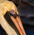 Close up of American Brown Pelican Royalty Free Stock Photo