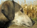 Close-up profile of an Arab Greyhound