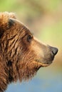 Close up profile of bear