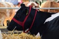 Close-up, profile black and white cow head Royalty Free Stock Photo