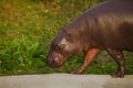 In profile. cute plump little liberian west african hippo pygmy