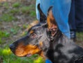 The close up of profile of Dobermans head. Royalty Free Stock Photo