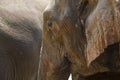 Close-up profile elephant head. Royalty Free Stock Photo