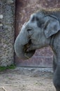 Close up profile of elephant in Zurich Zoo Royalty Free Stock Photo