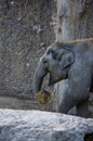 Close up profile of elephant in Zurich Zoo Royalty Free Stock Photo