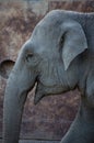 Close up profile of elephant in Zurich Zoo Royalty Free Stock Photo