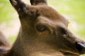 Red Deer Close Up Face Cervus Elaphus