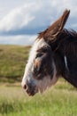 Donkey Profile