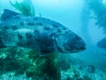 Close Up Profile Giant Sea Bass in Kelp Forest Underwater Fish