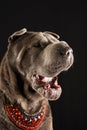 Close-up profile of gray shar pei female dog with open mouth, red collar, on black background, Royalty Free Stock Photo