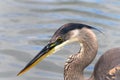 Close up profile on Great Blue Heron, water background Royalty Free Stock Photo