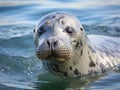 Profile Of A Grey Seal At Gweek Royalty Free Stock Photo