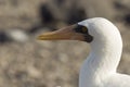 Close-up profile of the head of an adult nazca booby.