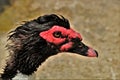 Muscovy Duck Profile Portrait Royalty Free Stock Photo