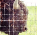 Close-up Profile Image of a Bison Behind a Metal Fence