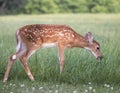 Whitetail deer fawn buck profile Royalty Free Stock Photo