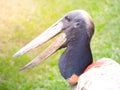 Close-up profile of jabiru stork, jabiru mycteria, Rurrenabaque, Bolivia, Amazonian pampas, South America. Royalty Free Stock Photo