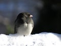 Close-up profile of a junco bird sitting in the snow Royalty Free Stock Photo