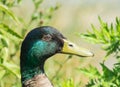 Close up profile of male mallard duck Royalty Free Stock Photo